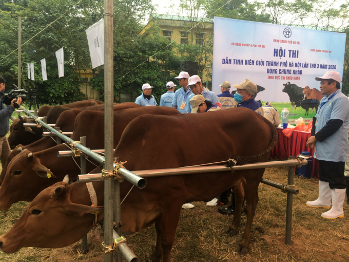 Tiềm năng, lợi thế chăn nuôi bò thịt, bò sữa của Thủ đô