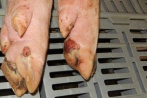 BỆNH MỤN NƯỚC TRÊN HEO – SWINE VESICULAR DISEASE