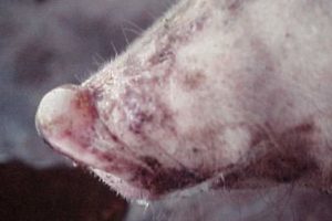 BỆNH MỤN NƯỚC TRONG MIỆNG HEO – SWINE VESICULAR STOMATITIS