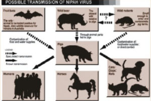 BỆNH VIÊM NÃO DO VIRUS NIPAH TRÊN HEO – NIPAH ENCEPHALITIS IN PIG