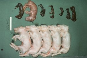 BỆNH SẢY THAI DO PARVOVIRUS TRÊN HEO – PARVOVIRUS DISEASE OF SWINE