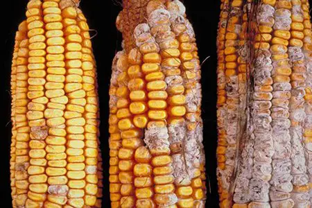 BỆNH NGỘ ĐỘC THỨC ĂN DO ĐỘC TỐ AFLATOXIN