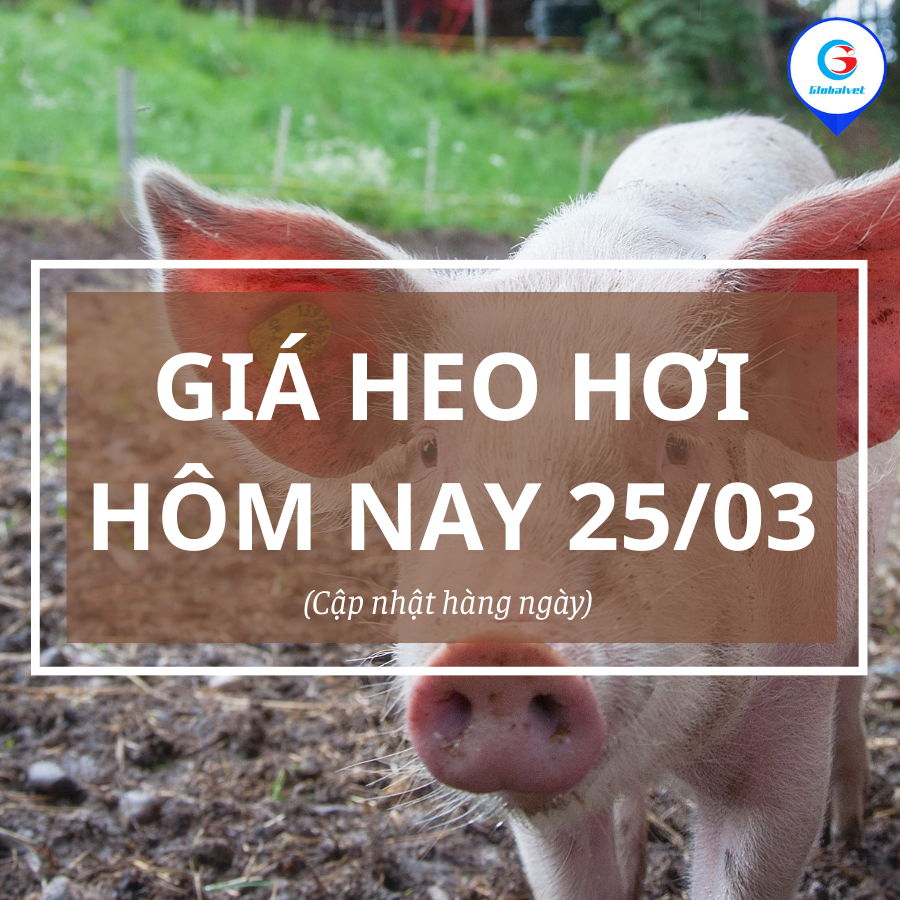 giá heo hơi ngày 25/3