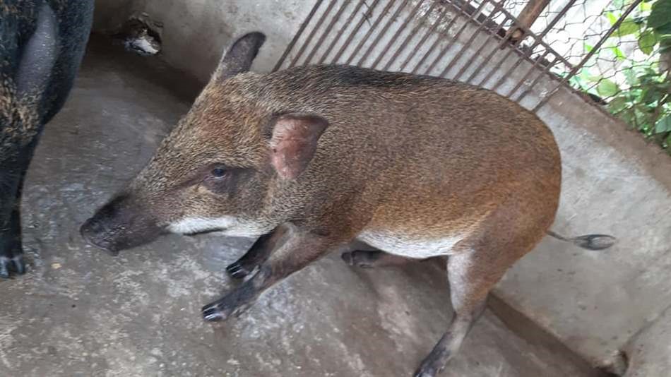 LỢN BẢN- HEO BẢN