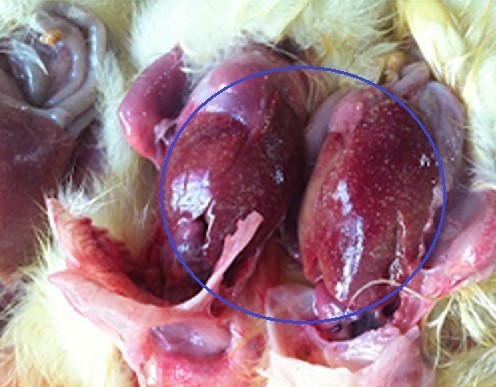 BỆNH DO REOVIRUS TRÊN VỊT(BỆNH CÒI CỌC)