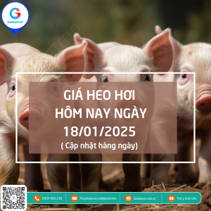 Giá heo hơi hôm nay ngày 18/01/2025