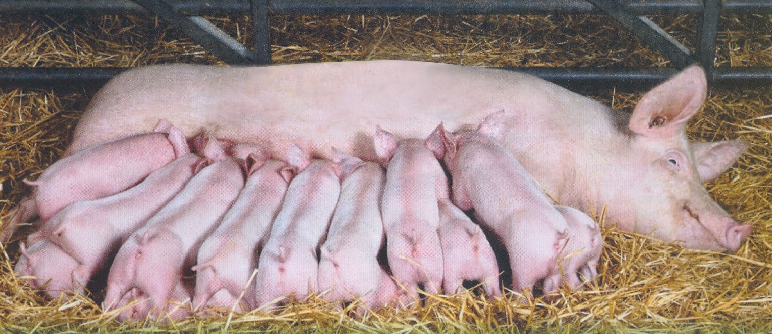 Read more about the article TÁO BÓN Ở HEO NÁI