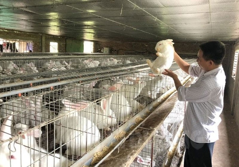 Read more about the article KỸ THUẬT NUÔI THỎ MÙA NẮNG NÓNG