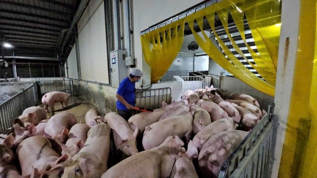 Read more about the article GIÁ HEO HƠI HÔM NAY 21.4.2025: KHU VỰC MIỀN NAM VẪN CAO CHÓT VÓT